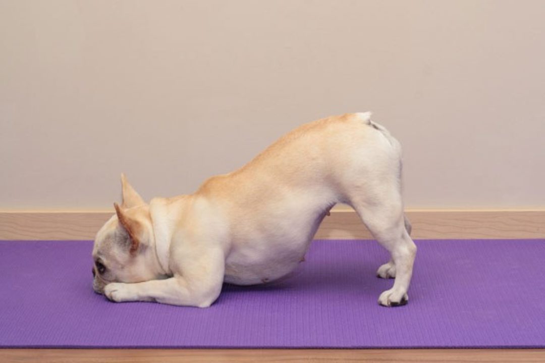 Doggy Yoga.jpg