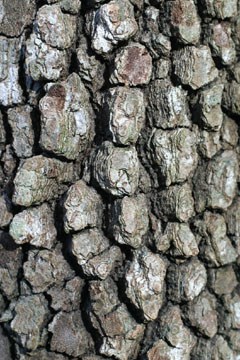 Dogwood Bark.jpg