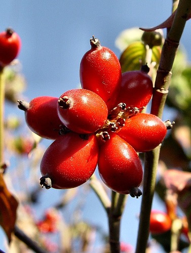 Dogwood Bery.jpg