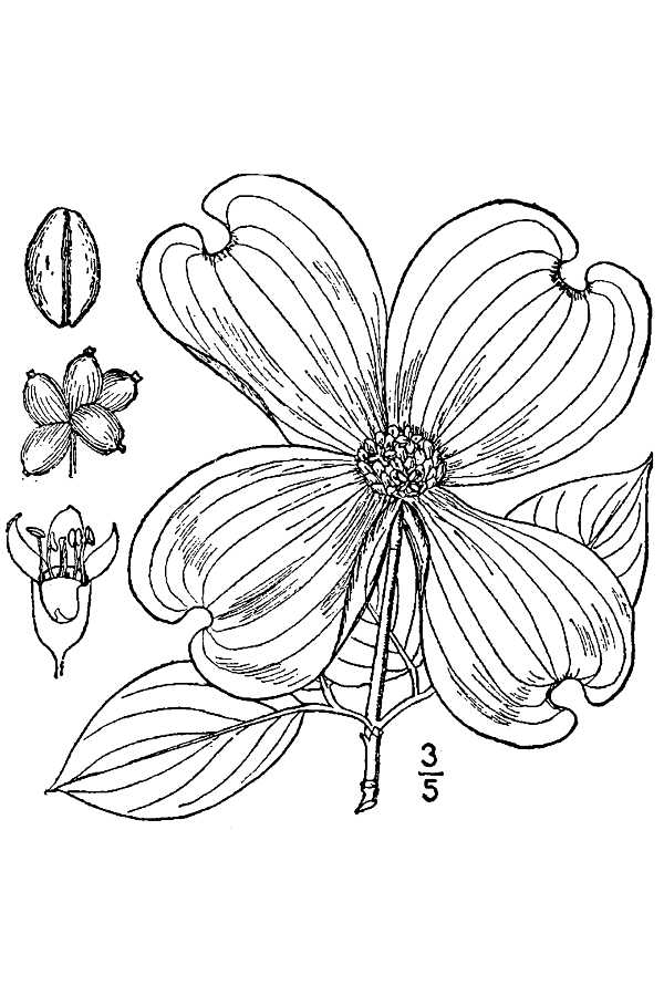 Dogwood Drawing.jpg