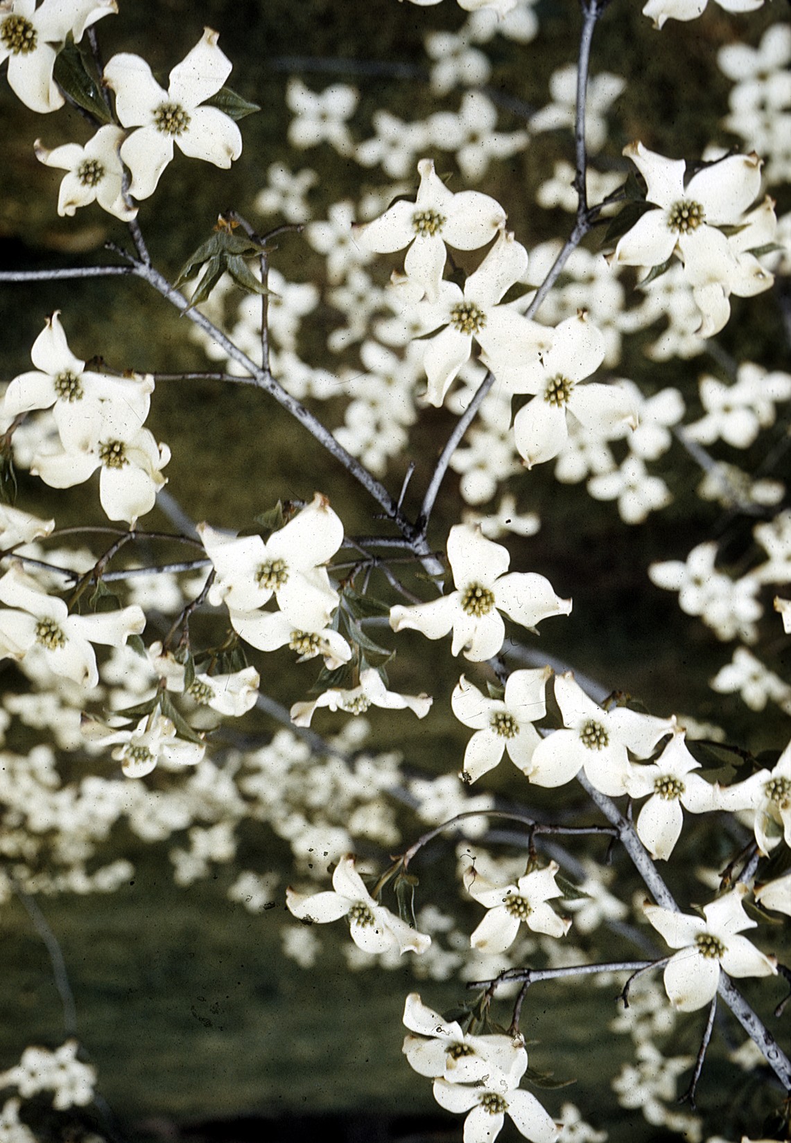 Dogwood Flowers.jpg