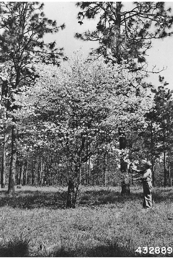 Dogwood Tree.jpg