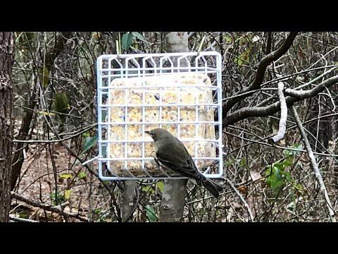 Dollar Store suet feeder: Super Easy