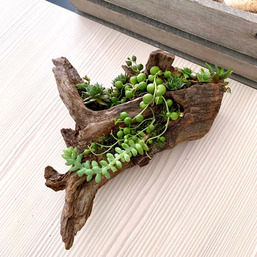 Driftwood Planter final 1.jpg