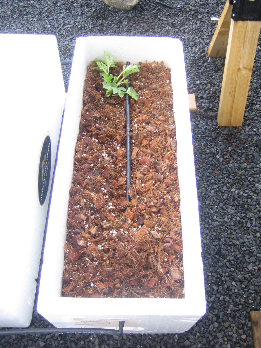 Drip System - Install Plants.jpg