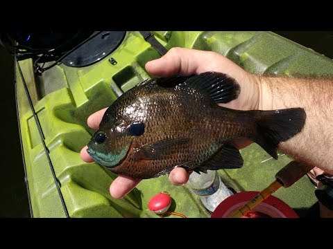 Drop Shot w/ Live Crickets for Bluegill &amp;amp; More!!!