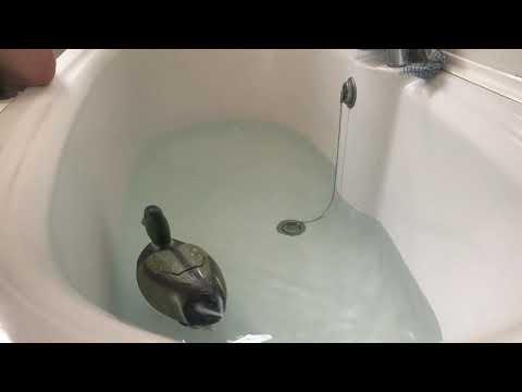 Duck in bath