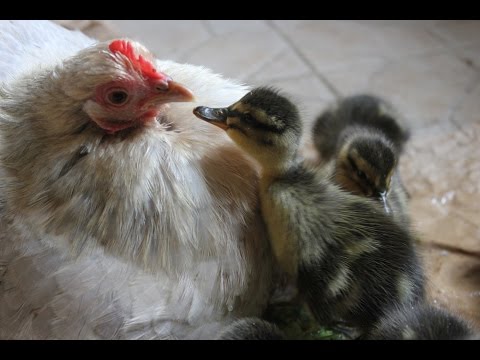 Duckling Disaster. Duck deserts so hens hatch eggs. Patitos eclosi&amp;oacute;n con gallina. Canetons &amp;eacute;closion