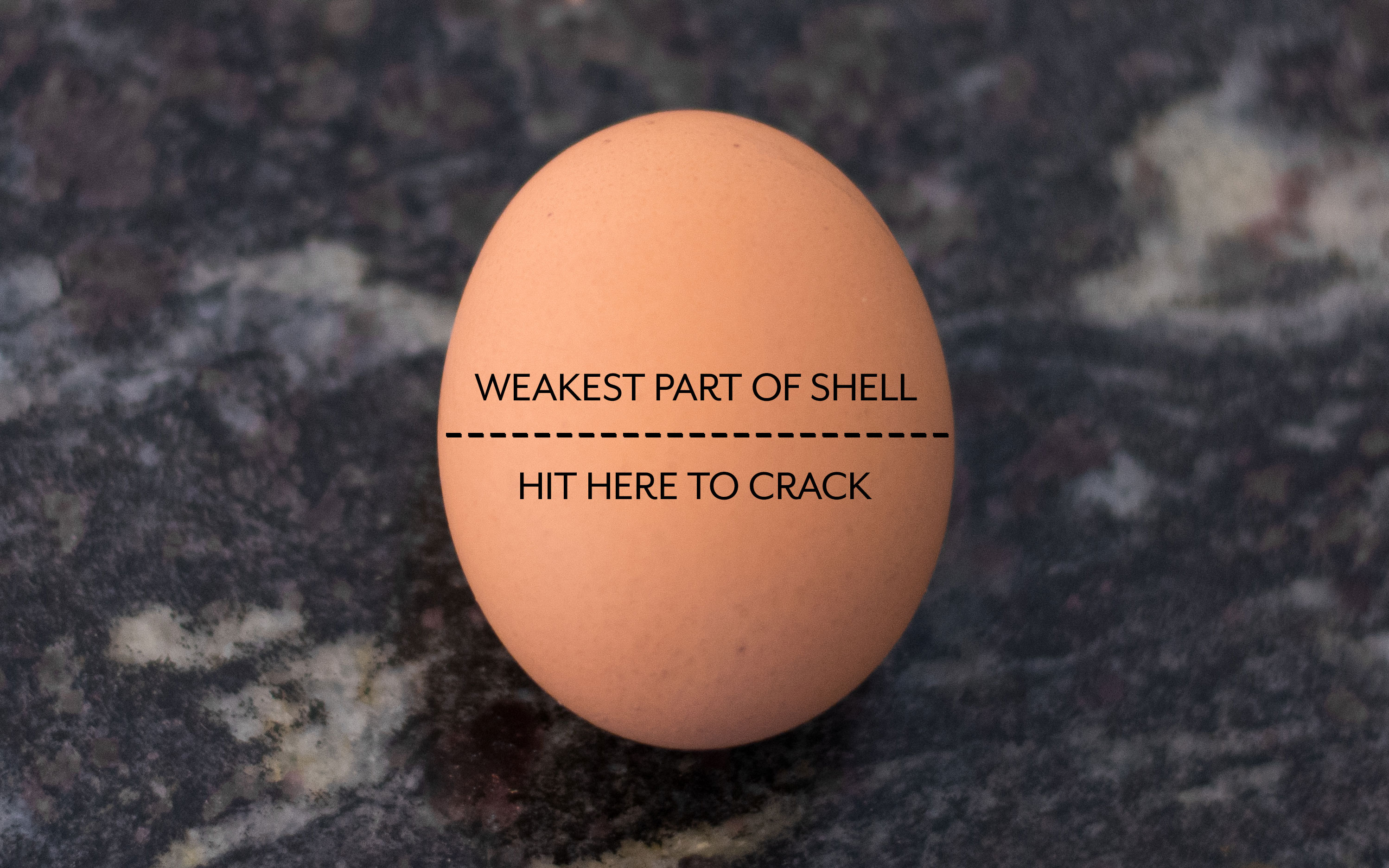 EGG-SHELL.jpg