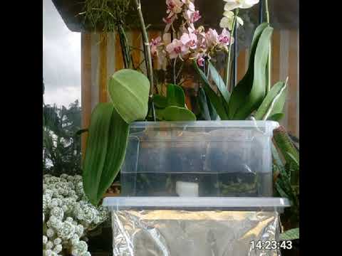 Ebb and Flow DIY for Orchids and hydroponics