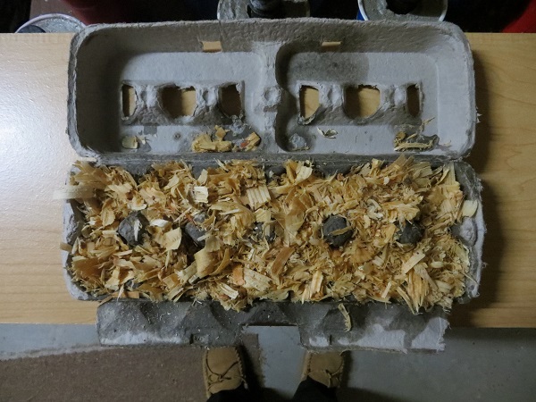 Egg carton fire starter.jpg