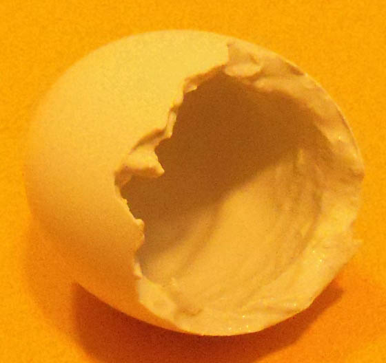 EggShellWPlaster.jpg