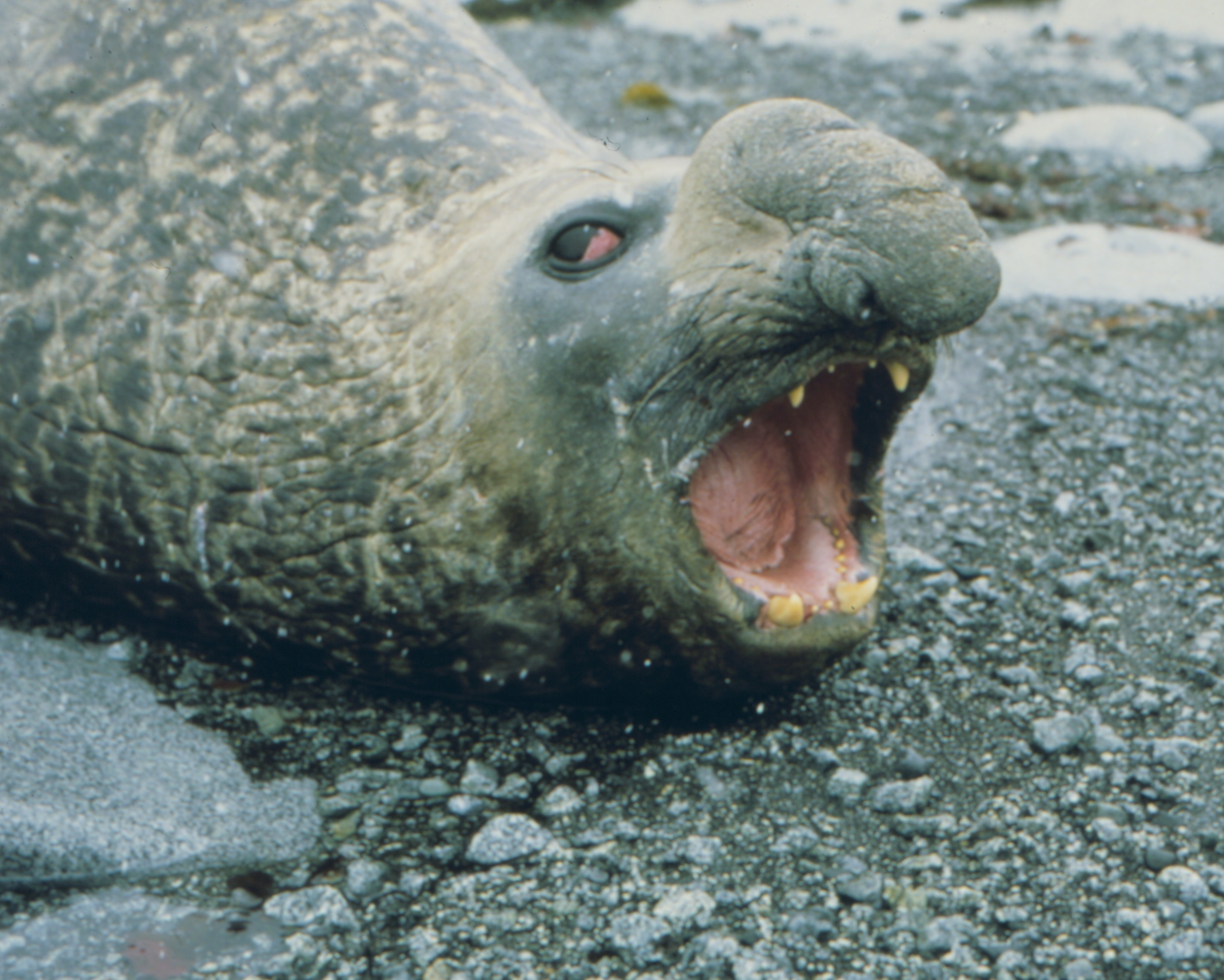 Elephant Seal, South Shetland Islands.jpg