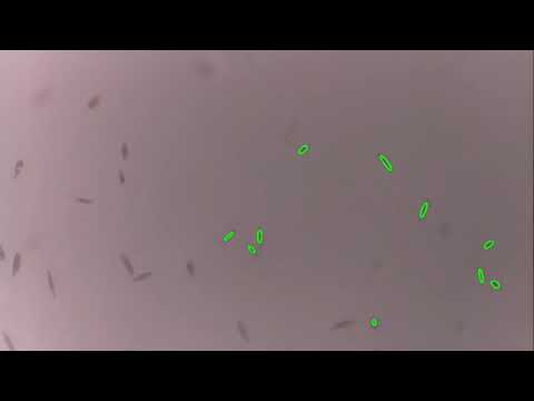 Euglena_Tracking_Picroscope_Demo