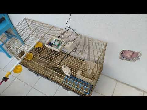 Experimenting with the model | IoT AI-driven Poultry Feeder and Unhatched Egg Tracker w/ WhatsApp