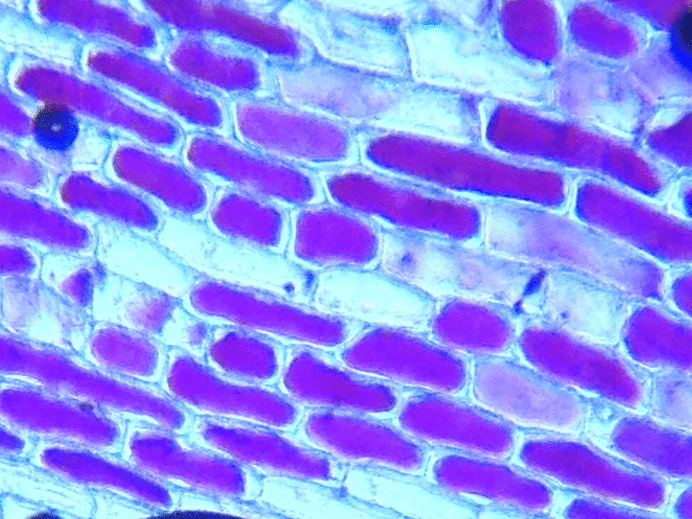 F8QU0AIHMMFBBLZ.LARGE.gif