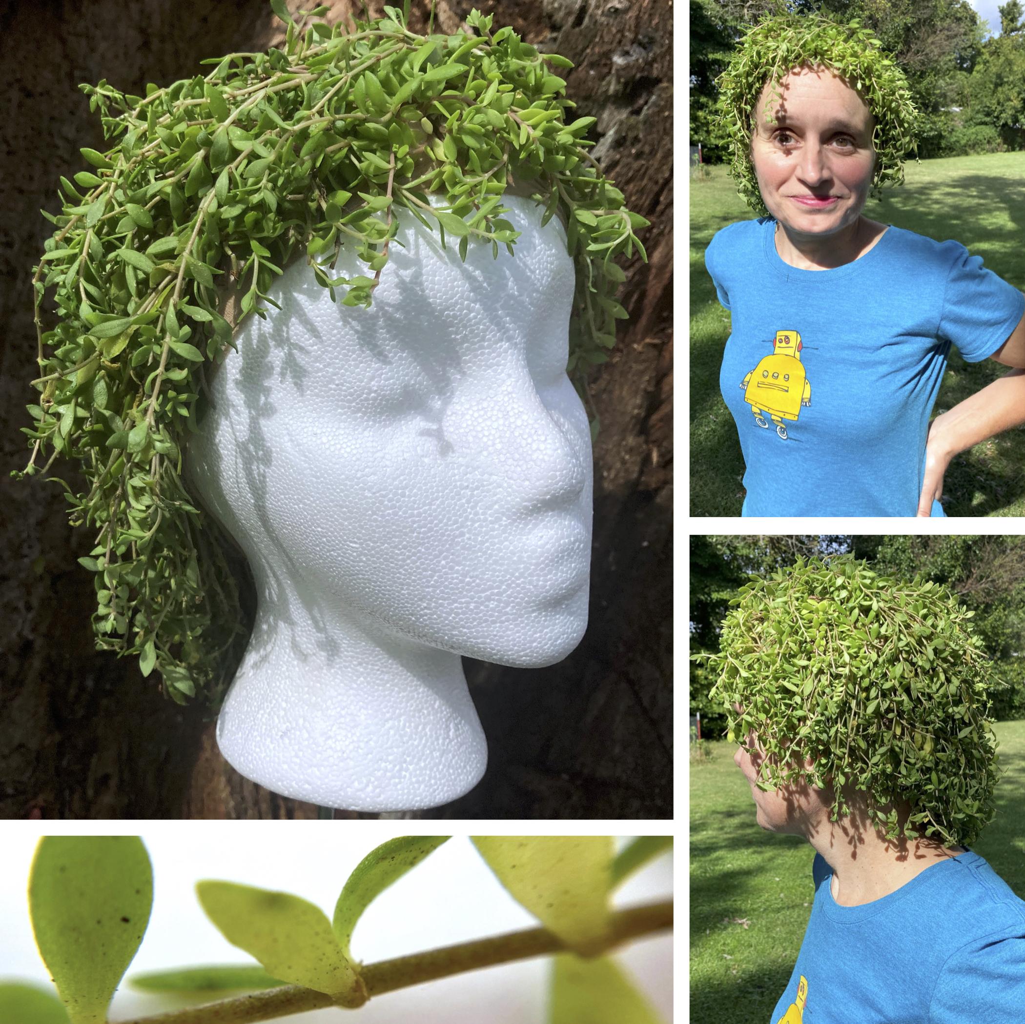 FINAL IMAGE SEDUM WIG.jpg