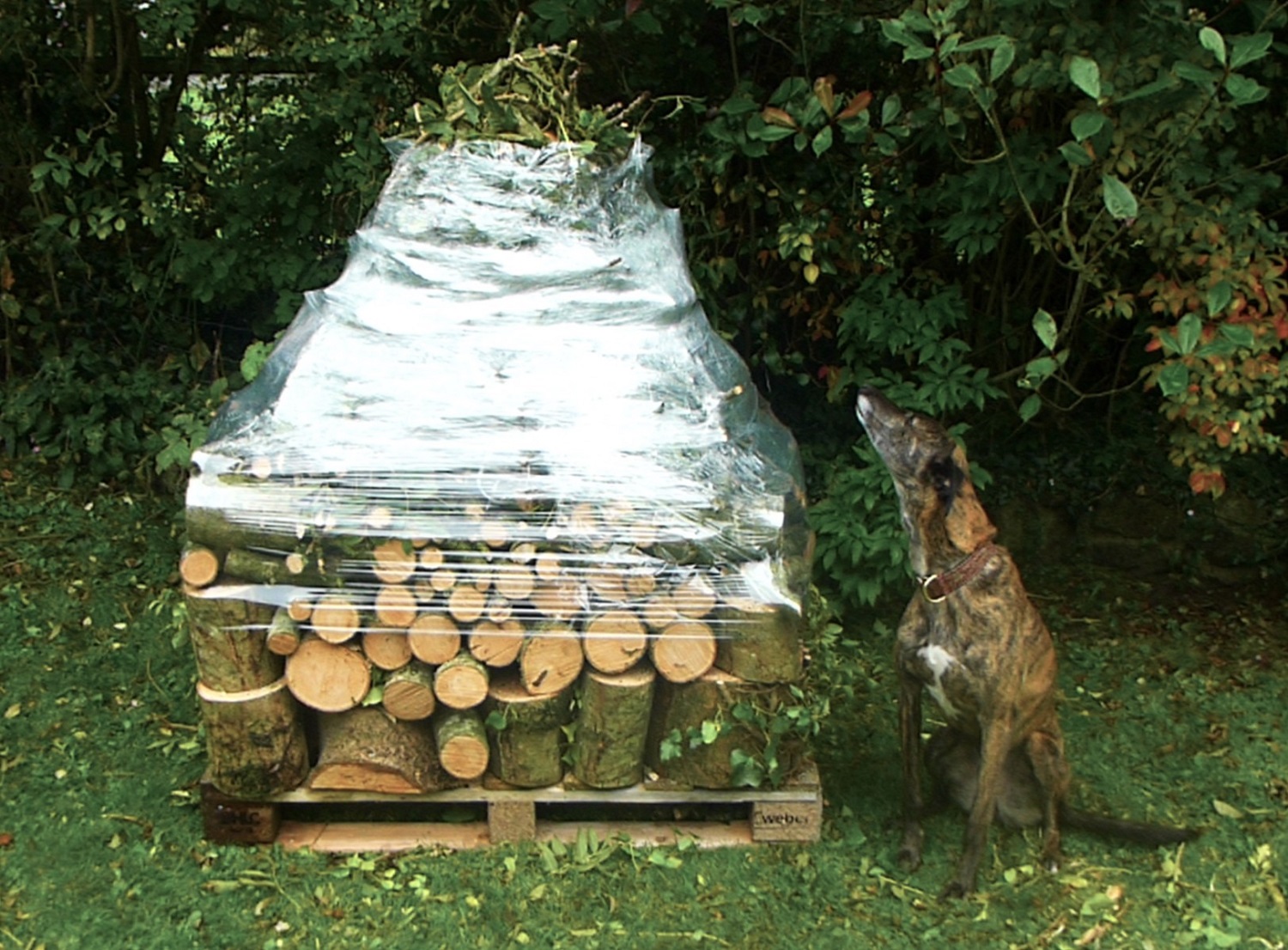 Fallen tree, Ila inspects.JPG