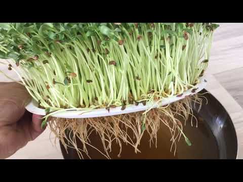 Fenugreek_Microgreen