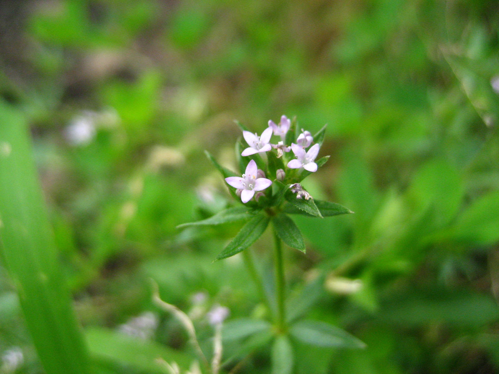 Field Madder