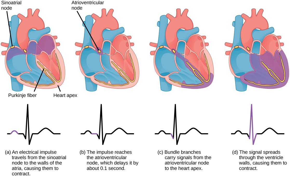 Figure_40_03_05.jpg