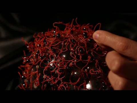 Fire Ants