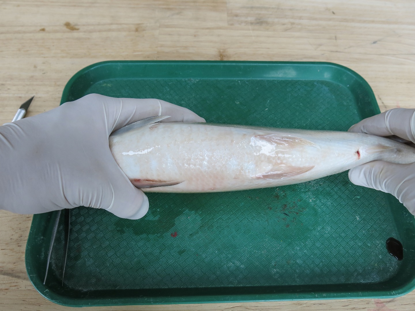 FishDissection-12.jpg