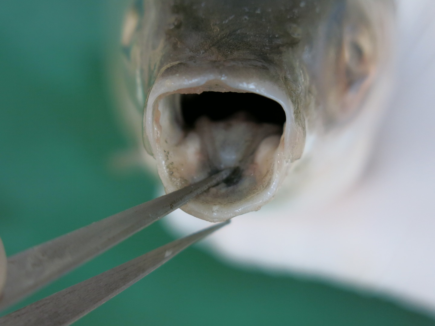 FishDissection-15.jpg