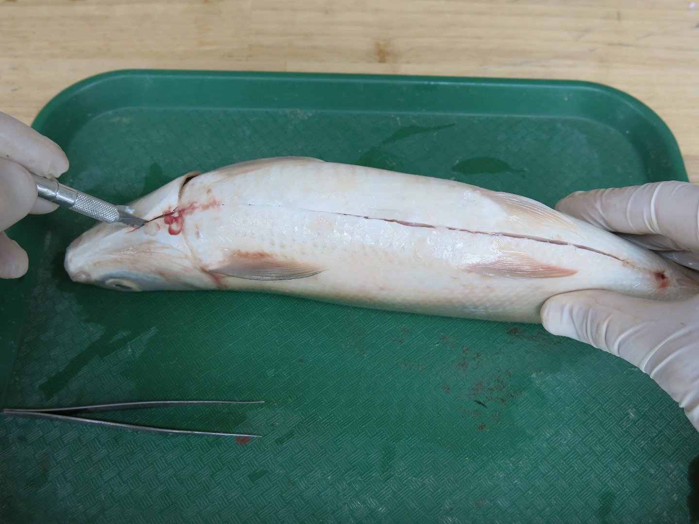 FishDissection-17.jpg