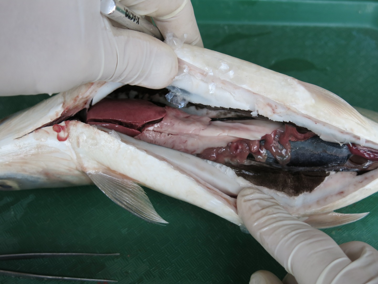 FishDissection-18.jpg