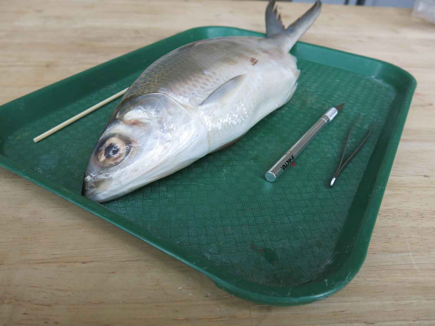 FishDissection-2.jpg