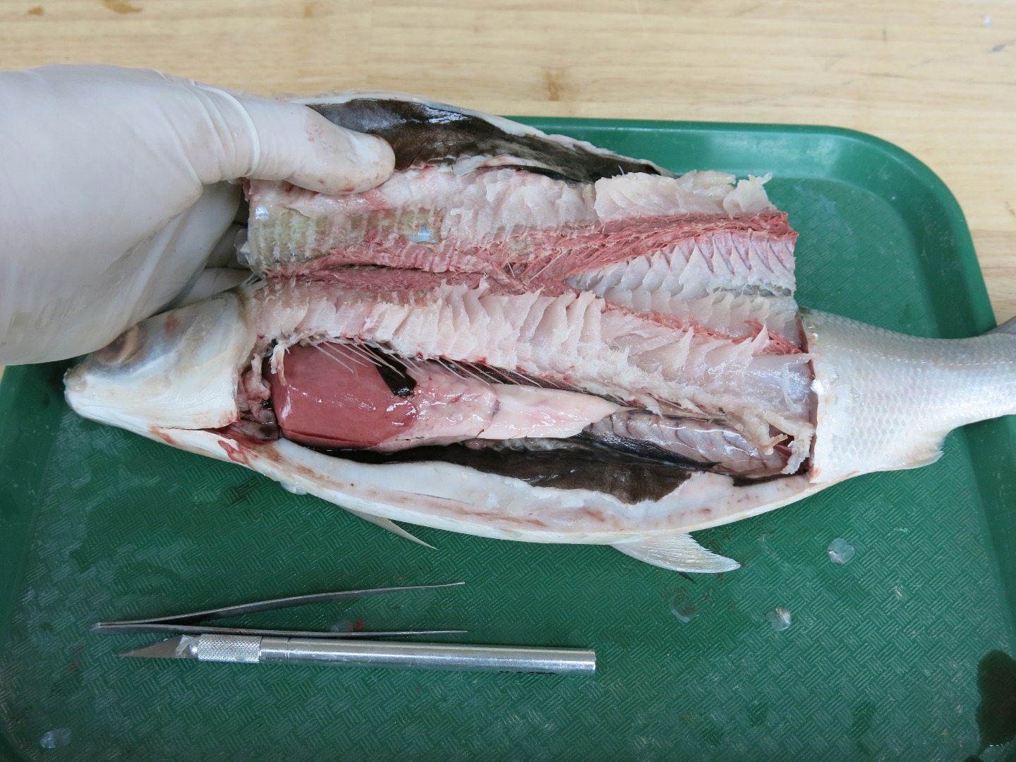 FishDissection-20.jpg