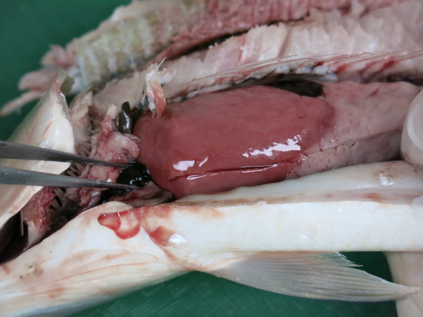 FishDissection-21.jpg