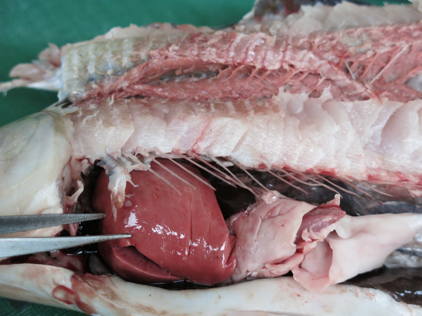 FishDissection-25.jpg