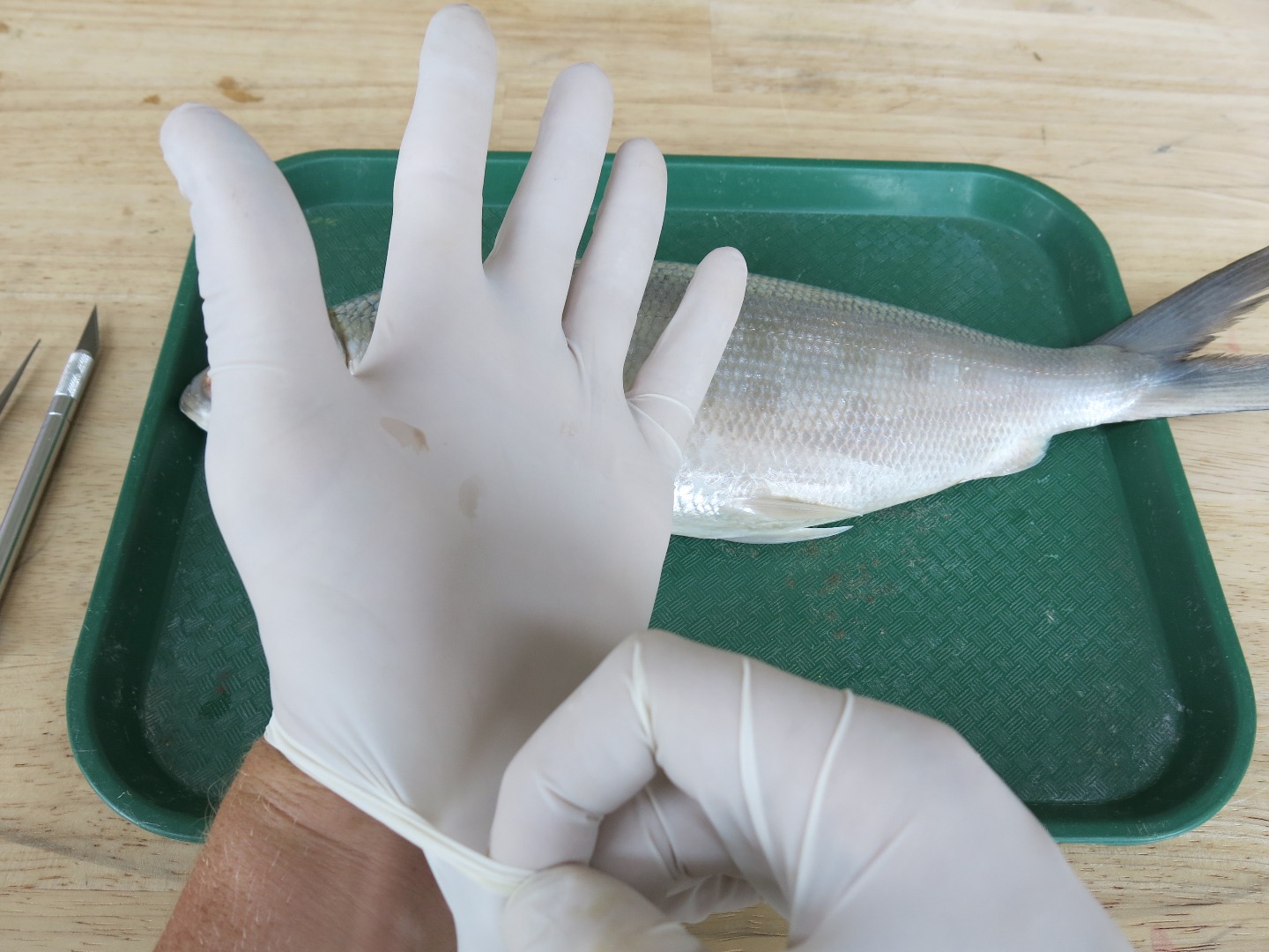 FishDissection-3.jpg