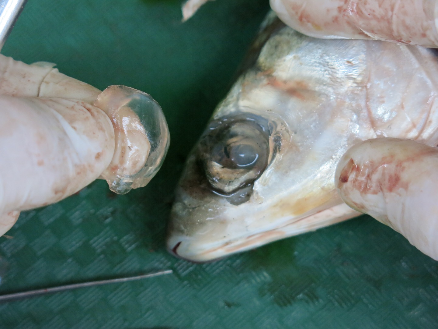 FishDissection-34.jpg