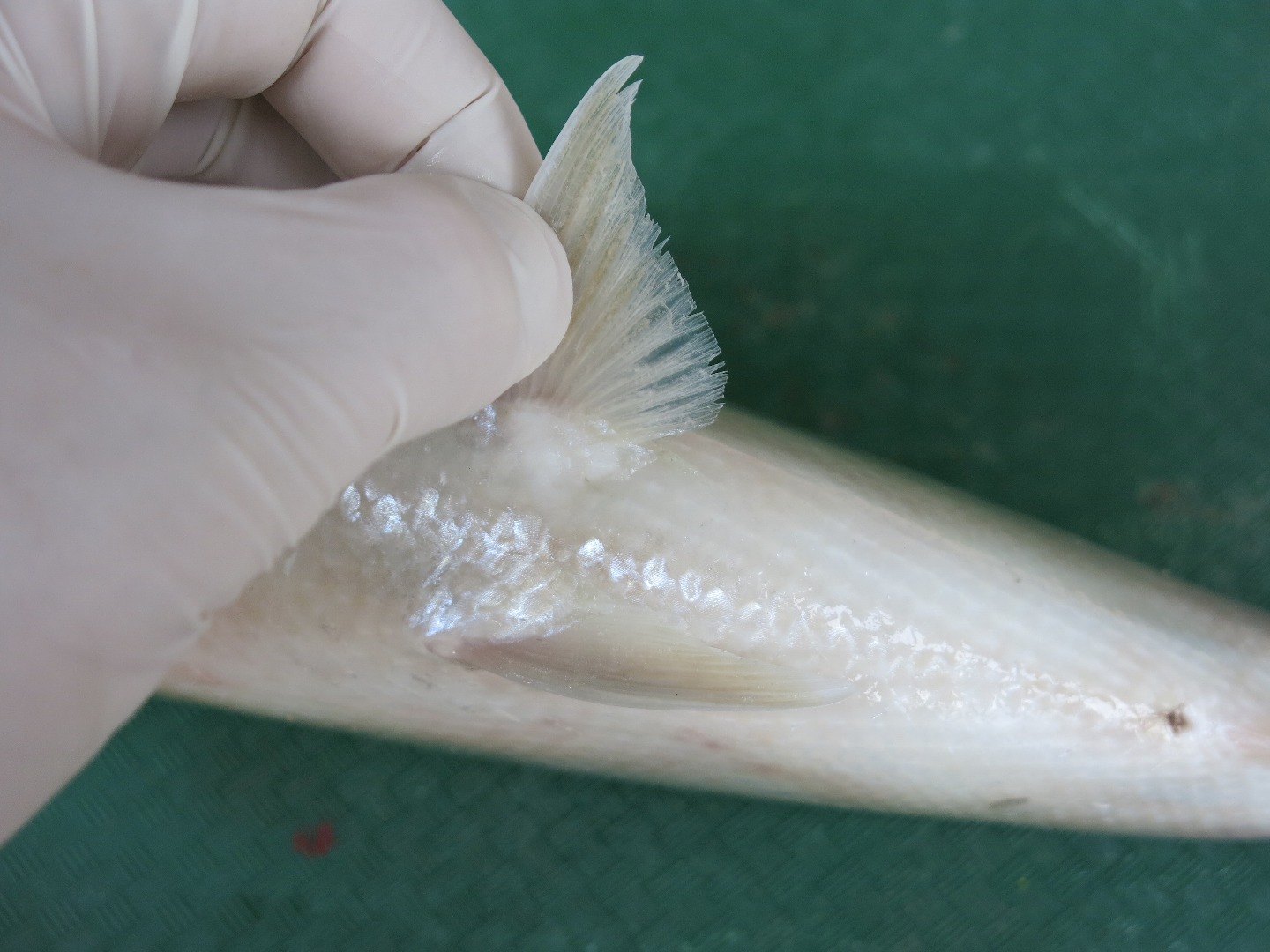 FishDissection-4.jpg