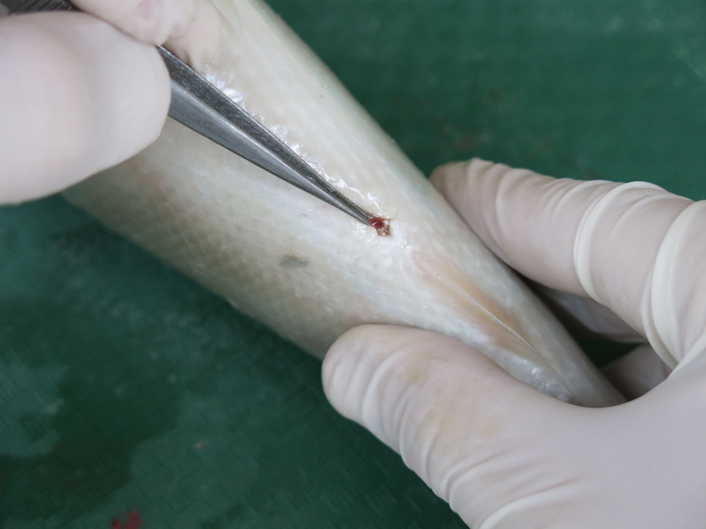 FishDissection-8.jpg