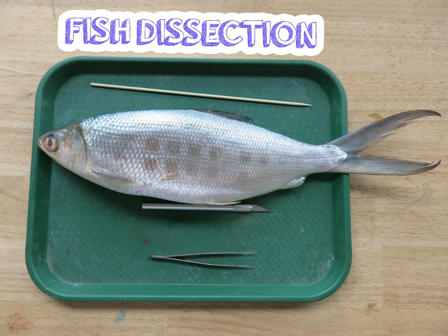 FishDissectionTitle.jpg