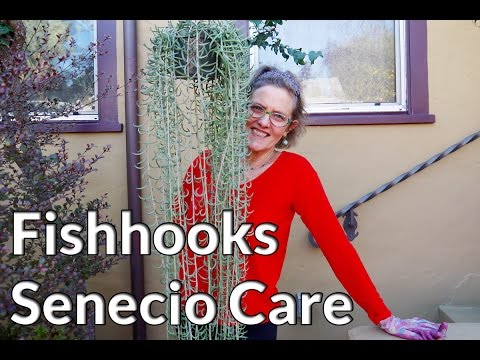 Fishhooks Senecio: This Trailing Succulent Is So Easy To Grow!