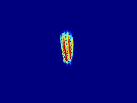 Fluorescence in a cactus using the DIY fluocam