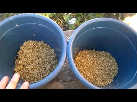 Fodder growing