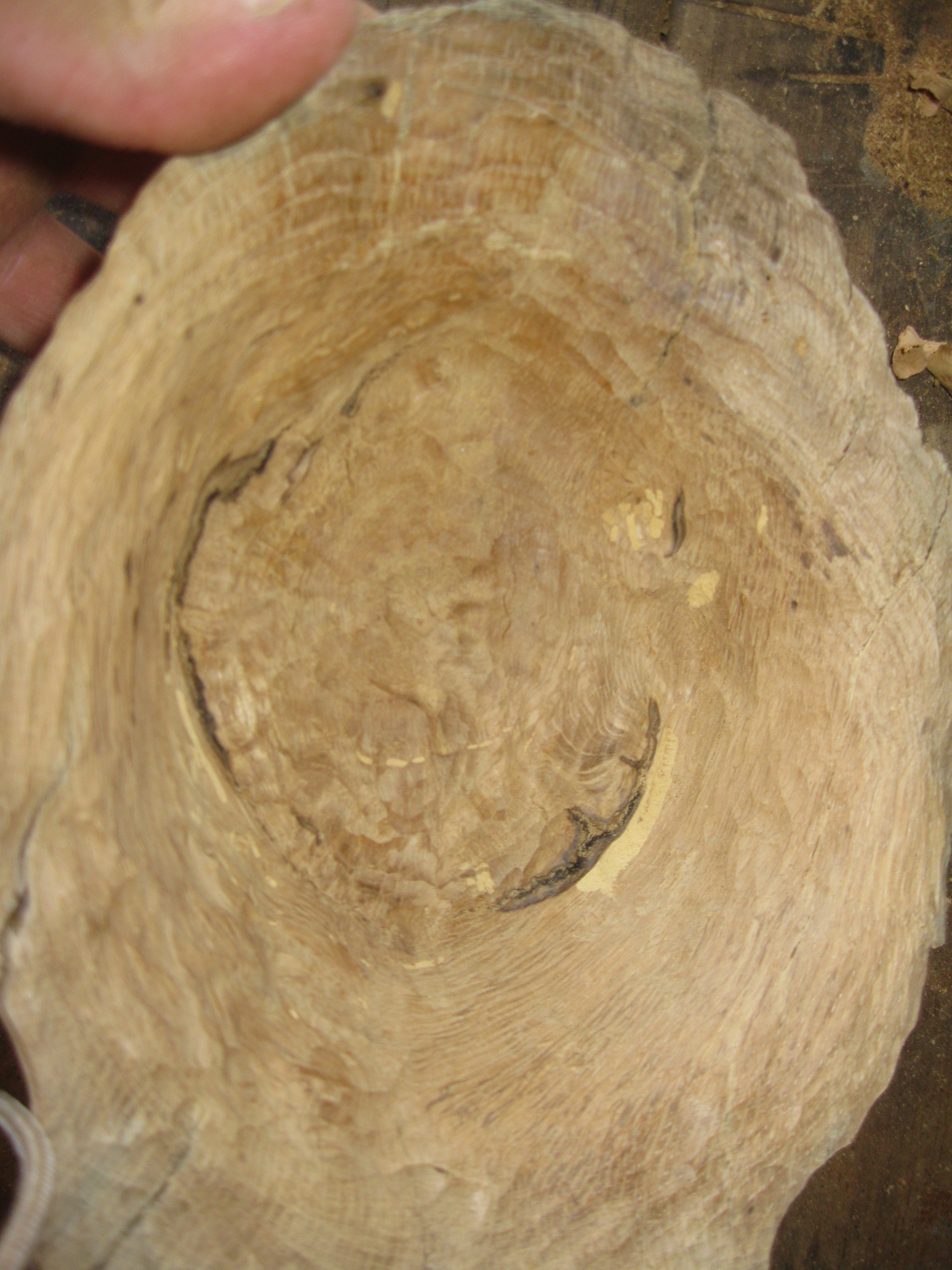 For Make somthing epic burl bowl 068.JPG