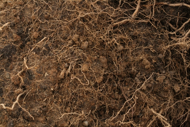 Free Dirt Texture 21_11_2010 002.preview.jpg