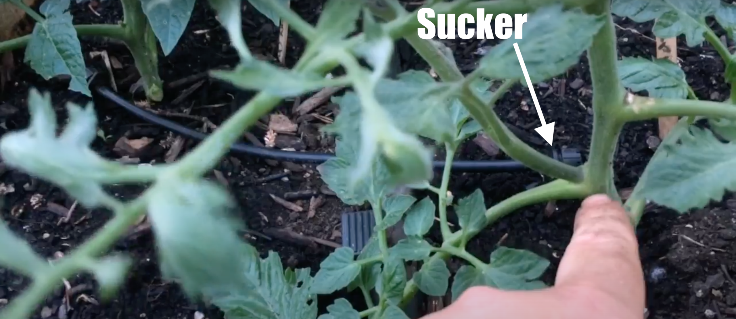 Free Tomato Plant sucker.png