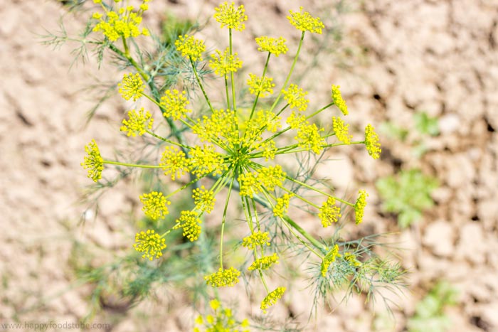 Fresh-Dill-for-Dill-Pickles.jpg