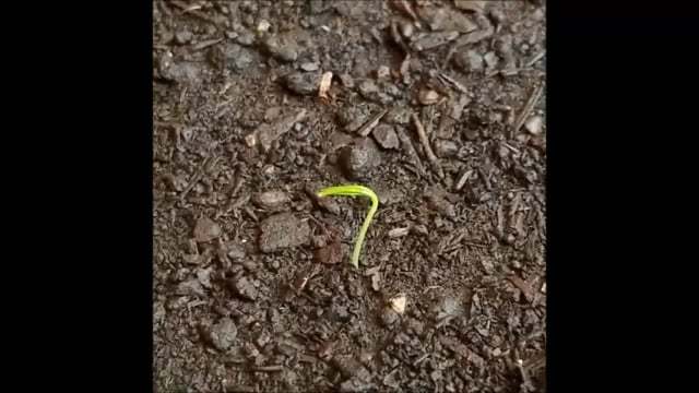 From Frozen Planter to Sprout in 30 Seconds