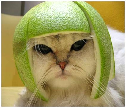 Funny-cat-with-melon-on-its-head.jpg