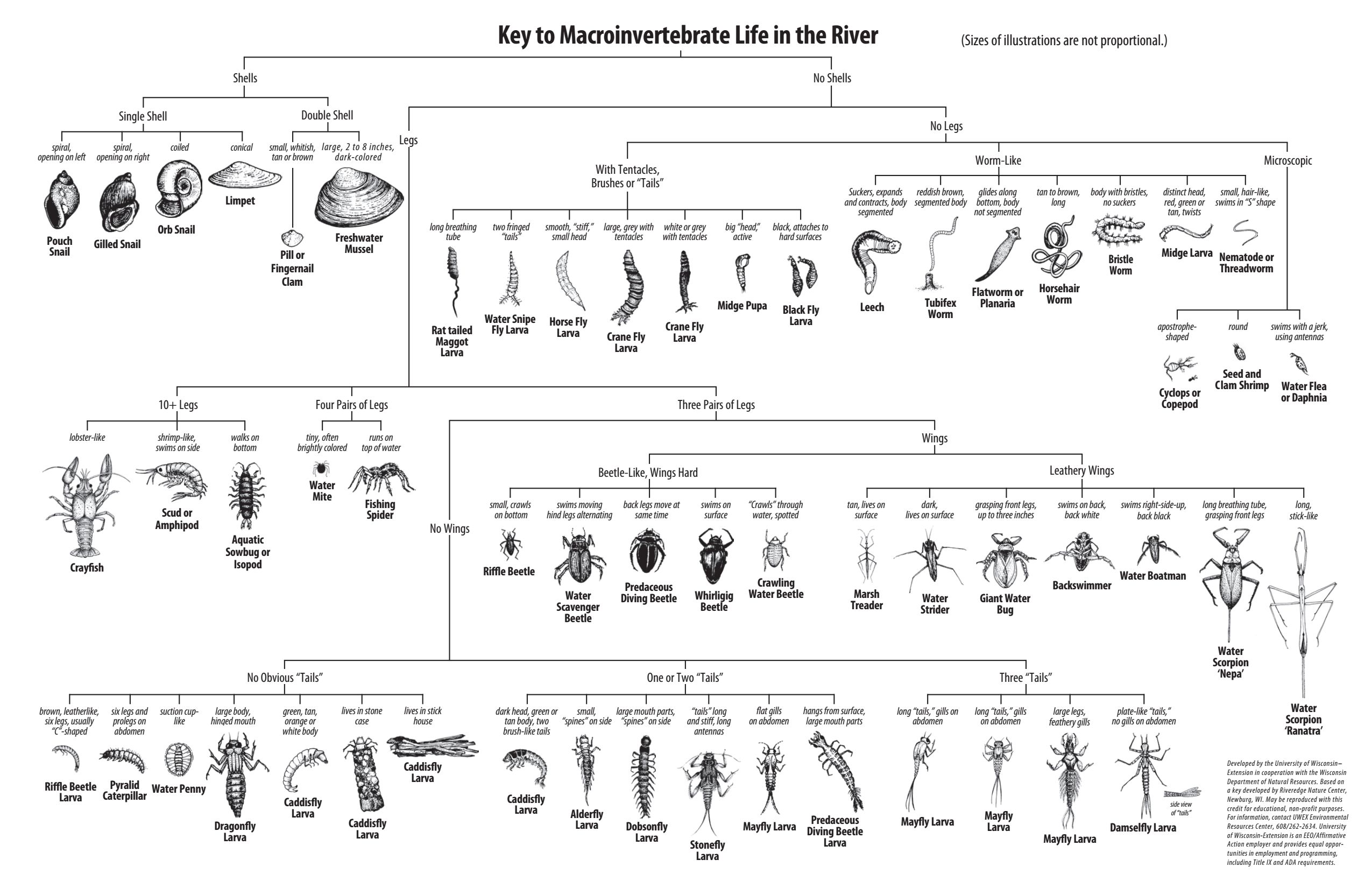 G4-12_WQ_SUPPLEMENT_Aquatic_Macroinvertebrate_Key_Izaak_Walton_League.jpg