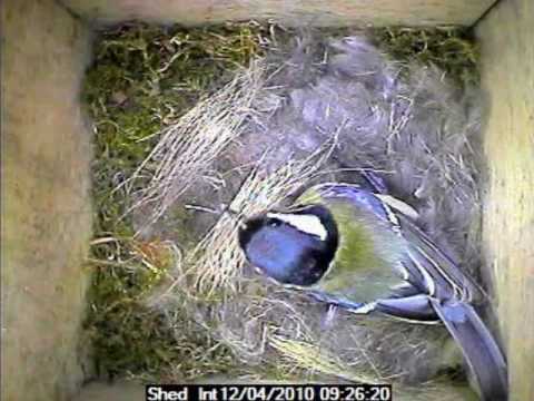 Garden Bird Parus Major Nest Building